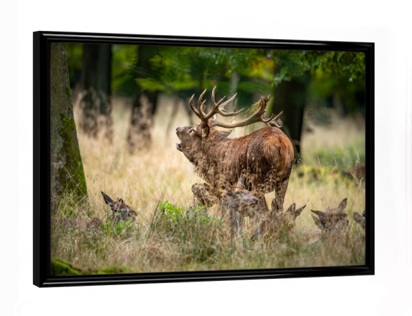 Poster mit schwarzem Rahmen "Rothirsch mit seinem Rudel" artboxONE - Natur,Tiere - Hirsch,Brunft,Hirsche,Rothirsch,Rotwild,Wild,Wildtiere,Wald
