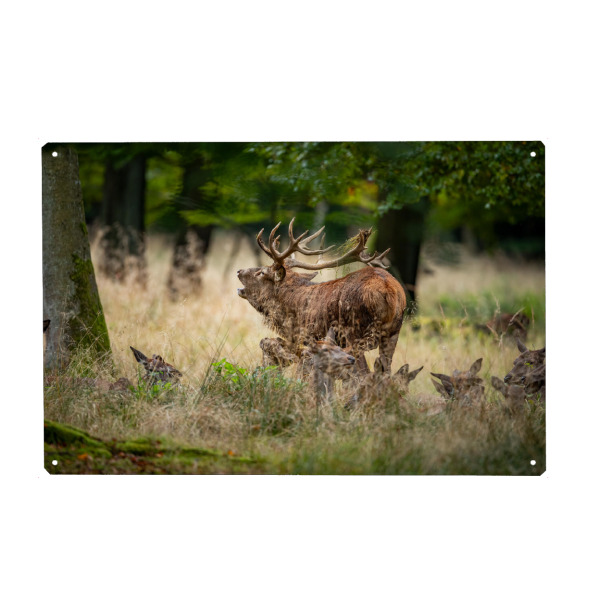 Holzbild "Rothirsch mit seinem Rudel" artboxONE - Natur,Tiere - Hirsch,Brunft,Hirsche,Rothirsch,Rotwild,Wild,Wildtiere,Wald