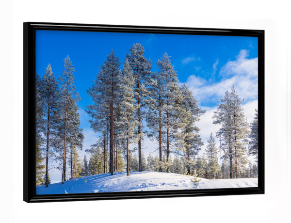 Poster mit schwarzem Rahmen "Bäume mit Schnee in Kuusamo" artboxONE - Natur,Reise,Reise / Länder
