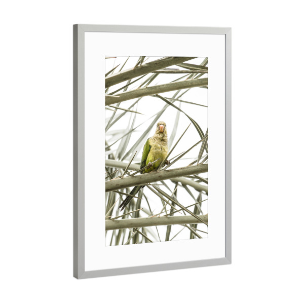 Poster mit Rahmen Silber "Grüner Sittichpapagei" artboxONE - Natur,Tiere