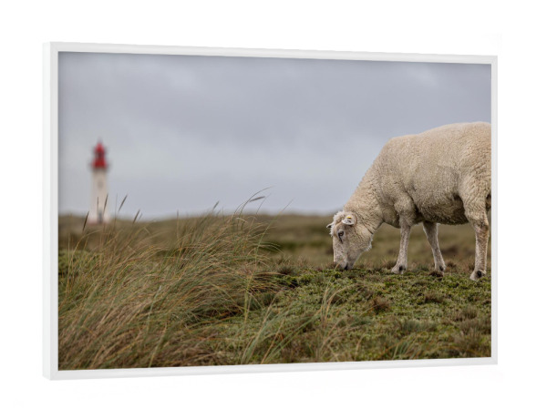 Poster mit weißem Rahmen "Das Schaf und der Leuchtturm" artboxONE - Natur,Tiere - Schaf,Leuchtturm,Sylt,Dünen,See,Meer,Maritim,Fotografie,Landschaft