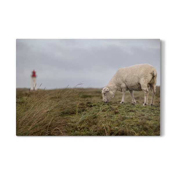 Galerie-Print "Das Schaf und der Leuchtturm" 30x20 cm artboxONE