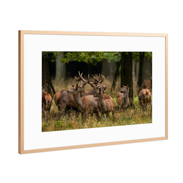 Poster mit Rahmen Kupfer "Ein Rudel Rothirsche" artboxONE - Natur,Tiere - Hirsch,Brunft,Hirsche,Rothirsch,Rotwild,Wild,Wildtiere,Wald