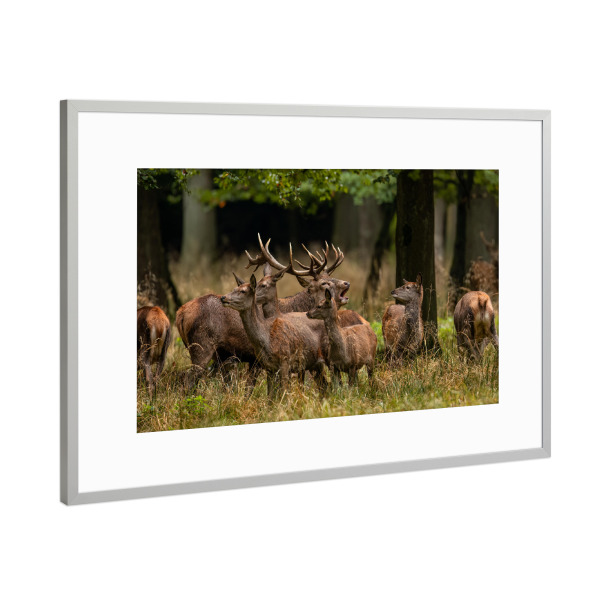 Poster mit Rahmen Silber "Ein Rudel Rothirsche" artboxONE - Natur,Tiere - Hirsch,Brunft,Hirsche,Rothirsch,Rotwild,Wild,Wildtiere,Wald