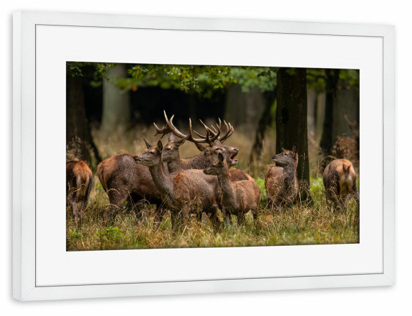 Poster mit Rahmen weiß "Ein Rudel Rothirsche" artboxONE - Natur,Tiere - Hirsch,Brunft,Hirsche,Rothirsch,Rotwild,Wild,Wildtiere,Wald