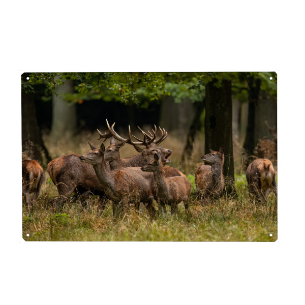 Metall Poster "Ein Rudel Rothirsche" artboxONE - Natur,Tiere - Hirsch,Brunft,Hirsche,Rothirsch,Rotwild,Wild,Wildtiere,Wald - Blechschild