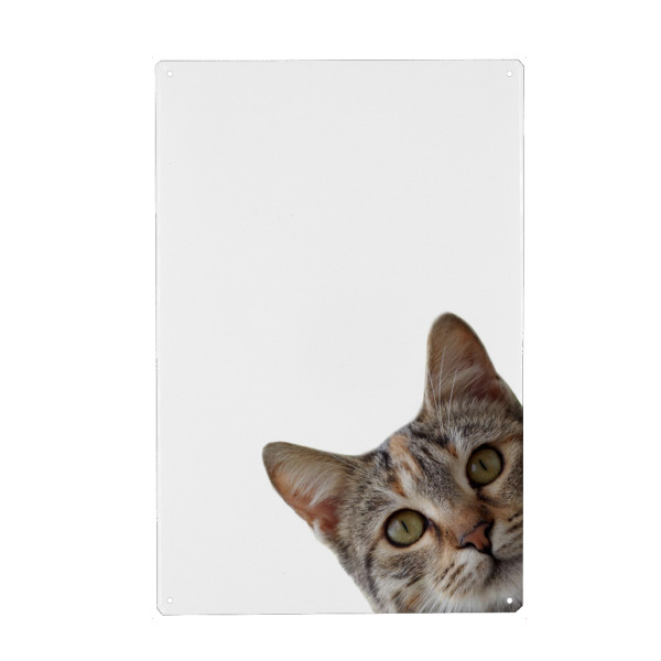 Metall Poster "Lustiges Katzengesicht" artboxONE - Tiere - Katze,Lustige katze,Meme katze,Kätzchen,Kätzchen,Tiere,Tier,Lustig,Humor,Meme