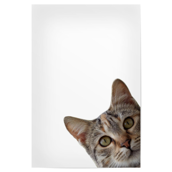 Poster 30x20 cm "Lustiges Katzengesicht" artboxONE - Tiere - Katze,Lustige katze,Meme katze,Kätzchen,Kätzchen,Tiere,Tier,Lustig,Humor,Meme