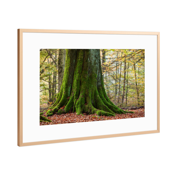 Poster mit Rahmen Kupfer "Alter Baumstamm im Märchenwald" artboxONE - Natur - Baum,Baumstamm,Wald,Eiche,Herbst,Stamm. märchenwald