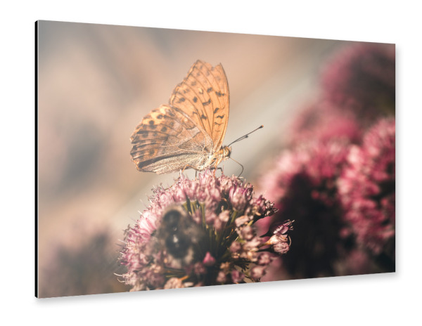 Alu-Dibond "The Butterfly effect" 30x20 cm artboxONE