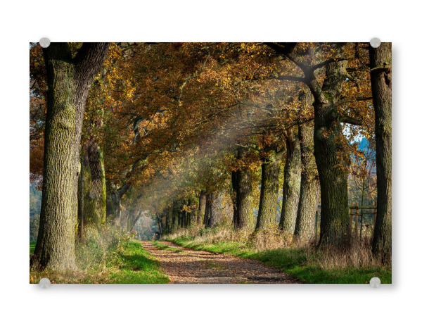 Acrylglasbild "Die Eichenallee im Reinhardswald" artboxONE - Natur - Baum,Eiche,Eichenstamm,Eichenallee,Allee,Wald,Natur,Eichenbaum