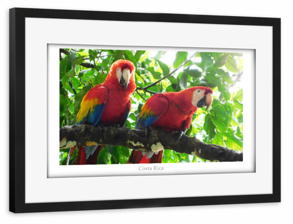 Poster mit Rahmen schwarz "Zwei rote Aras" artboxONE - Natur,Reise,Tiere,Reise / Länder