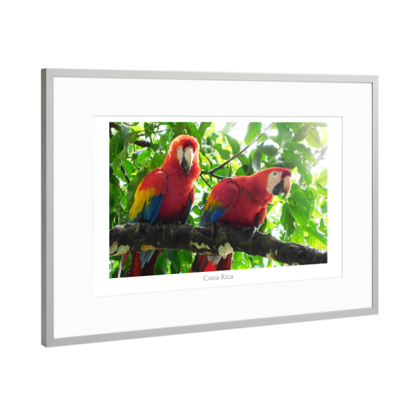 Poster mit Rahmen Silber "Zwei rote Aras" artboxONE - Natur,Reise,Tiere,Reise / Länder