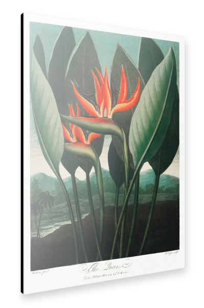 Alu-Dibond "Thornton - Königsblume" 30x20 cm artboxONE