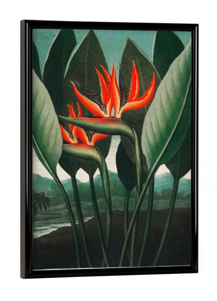 Poster mit schwarzem Rahmen "Thornton - Königsblume" artboxONE - Natur,Floral - Blüte,Natur,Museum,Flora,Botanik,Blume,Pflanze,Gloy