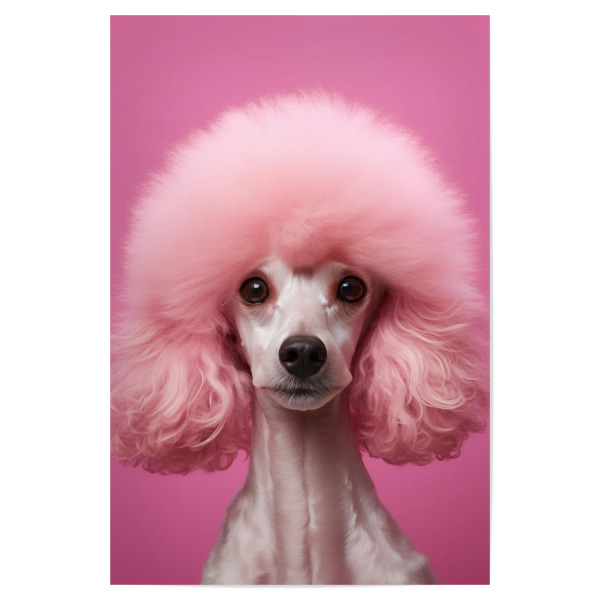 Poster "Rosa Pudel" artboxONE - Tiere,Lustig - Kunst,Hund,Lustig,Mädchen,Haare,Rosa,Pudel,Porträt,Rose,Weiß