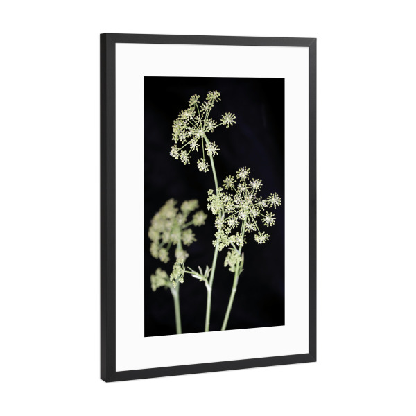 Poster mit Rahmen Schwarz (Metallic) "Botanische Serie Fenchel Kräuter" artboxONE - Natur,Floral,Essen & Trinken,Abstrakt,Schwarzweiß