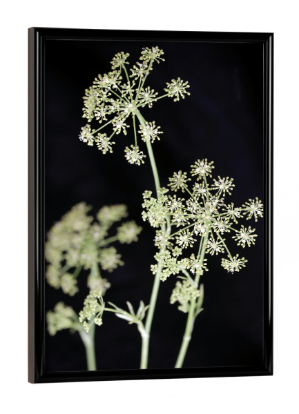 Poster mit schwarzem Rahmen "Botanische Serie Fenchel Kräuter" artboxONE - Natur,Floral,Essen & Trinken,Abstrakt,Schwarzweiß