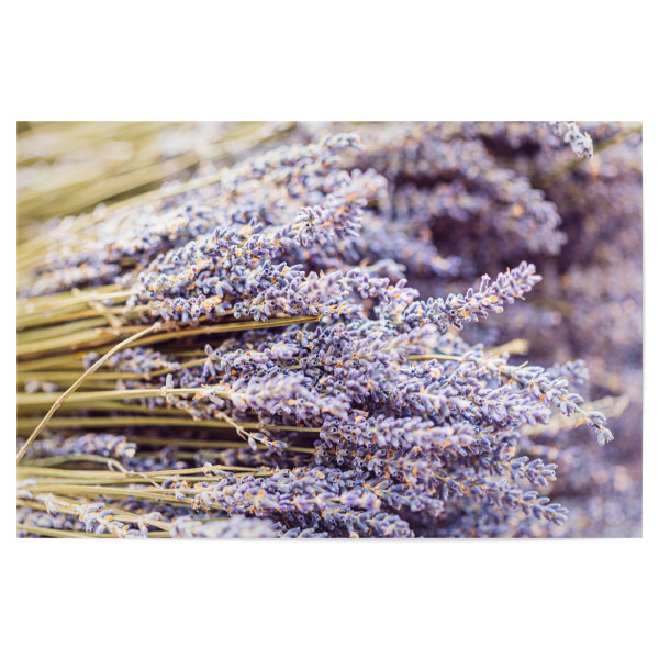 Poster 30x20 cm "Bound Lavender" artboxONE - Natur,Floral - Lavender,Lavendel,France,Frankreich,Provence