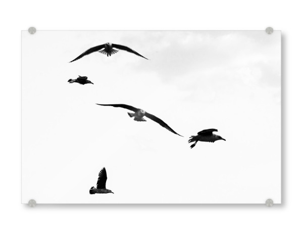 Acrylglasbild "Querverkehr" artboxONE - Natur,Tiere - Möwe,Vögel,Möwen,Fliegen,Schwarz,Weiß,S/w