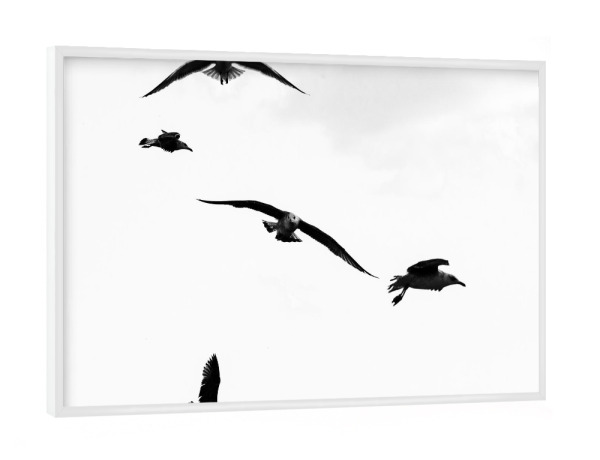 Poster mit weißem Rahmen "Querverkehr" artboxONE - Natur,Tiere - Möwe,Vögel,Möwen,Fliegen,Schwarz,Weiß,S/w