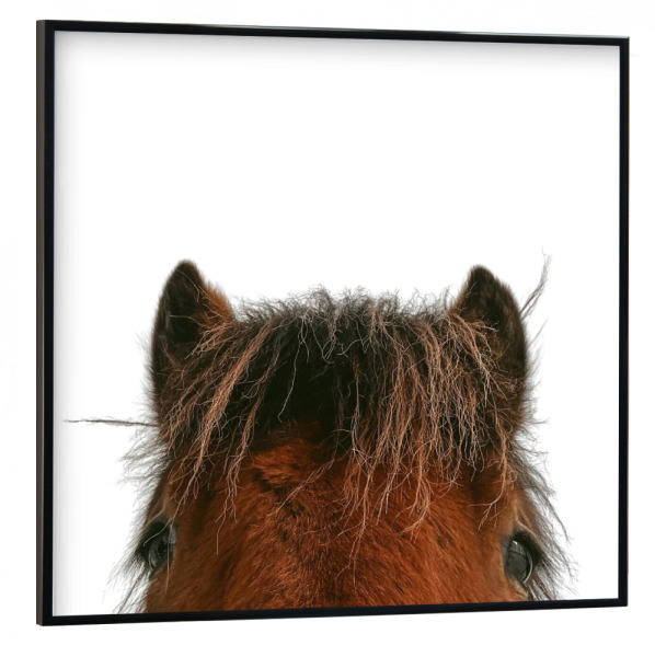 Poster mit schwarzem Rahmen 30x30 cm "Selfie-Pferd" artboxONE - Tiere - Pferd,Pferde,Lustiges pferd,Tier,Tiere,Lustig,Bauernhof,Nutztier