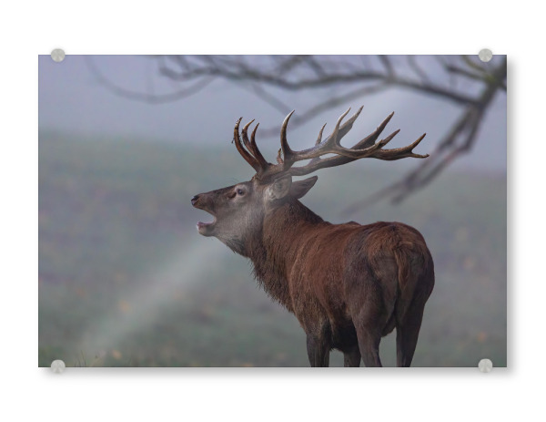 Acrylglasbild "Morgens im Wald" artboxONE - Natur,Tiere - Hirsch,Brunft,Hirsche,Rothirsch,Rotwild,Wild,Wildtiere,Wald