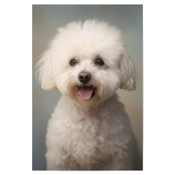 Poster 30x20 cm "Fröhliche Bichon-Pommes" artboxONE - Tiere - Tier,Bichon,Bichon feuert,Bokeh,Niedlich,Hund,Glücklich,Fotografie,Porträt,Lächelnd,Weiß