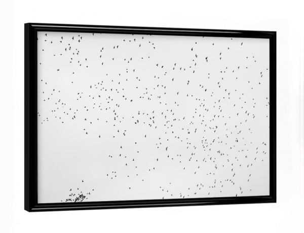 Poster mit schwarzem Rahmen "Aufgeschreckt" artboxONE - Natur,Tiere,Schwarzweiß - Bodensee,Baum,Vögel,Stare,Fliegen,Flug,Kolonie,Schwarz,Weiß,S/w