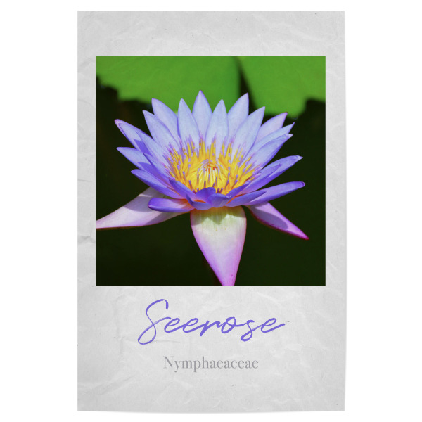 Poster 30x20 cm "Lila Seerose" artboxONE - Typografie,Natur,Floral