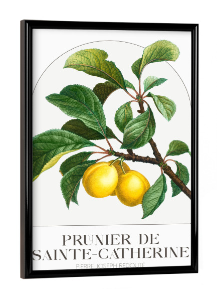 Poster mit schwarzem Rahmen "Redouté - Prunier de Sainte" artboxONE - Typografie,Natur,Floral - Blüte,Natur,Museum,Flora,Botanik,Blume,Pflanze