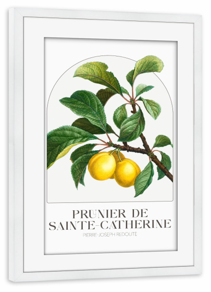 Poster mit Rahmen weiß "Redouté - Prunier de Sainte" artboxONE - Typografie,Natur,Floral - Blüte,Natur,Museum,Flora,Botanik,Blume,Pflanze