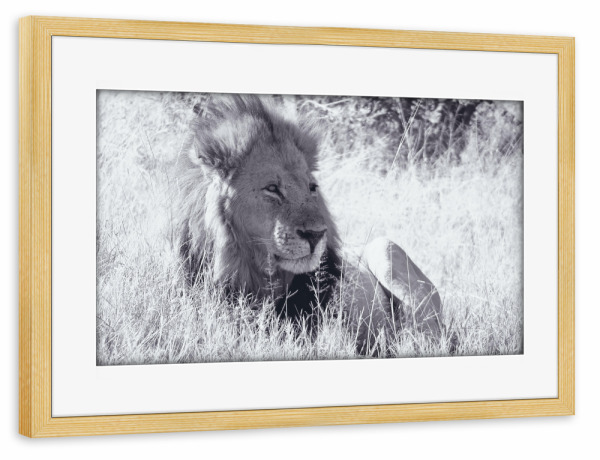 Poster mit Rahmen kiefer "Löwenkater sw" artboxONE - Natur,Reise,Tiere,Schwarzweiß,Reise / Afrika