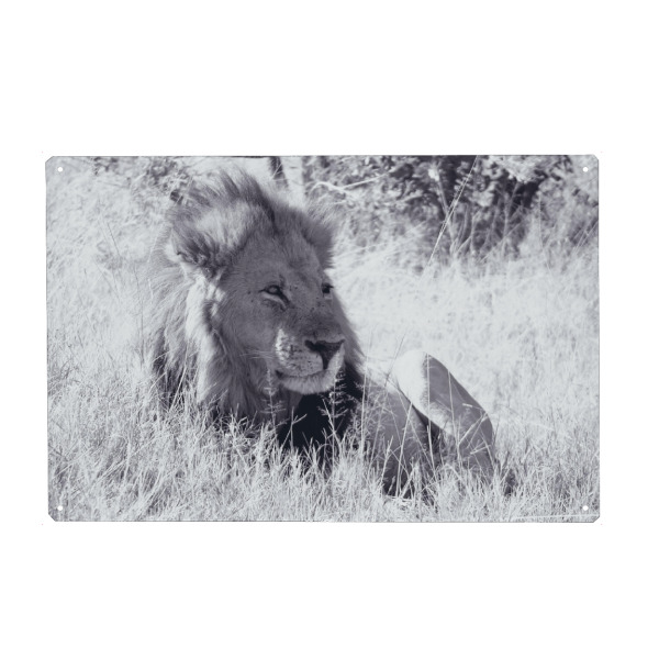 Metall Poster "Löwenkater sw" artboxONE - Natur,Reise,Tiere,Schwarzweiß,Reise / Afrika