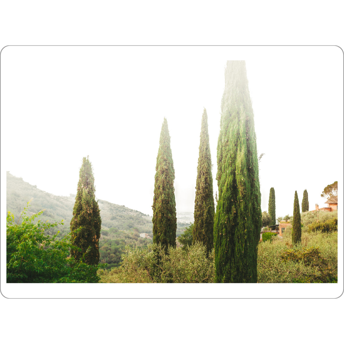 Tischset "Toscana morning" artboxONE - Natur,Reise,Reise / Länder - Toscana,Toskana,Tuscany,Pine trees,Morning light,Morning mood - Bild toscana