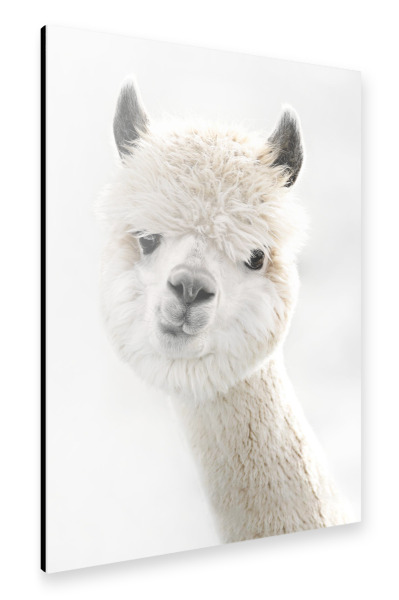 Alu-Dibond "Peeky Alpaca" 30x20 cm artboxONE