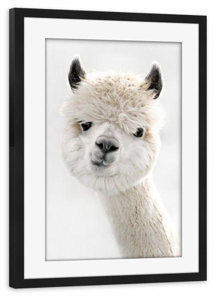 Poster mit Rahmen schwarz "Peeky Alpaca" artboxONE - Für Kinder,Tiere,Lustig - Alpaca,Tiere,Anden,Peru,Lustig