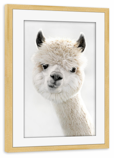 Poster mit Rahmen kiefer "Peeky Alpaca" artboxONE - Für Kinder,Tiere,Lustig - Alpaca,Tiere,Anden,Peru,Lustig