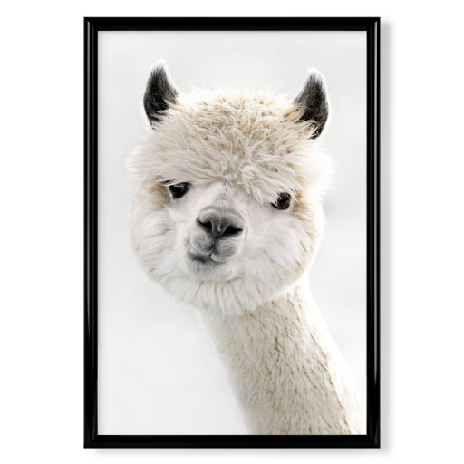 Peeky Alpaca