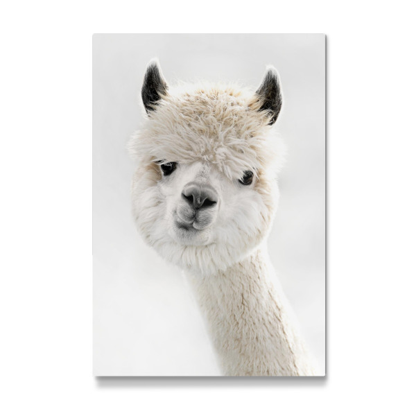 Galerie-Print "Peeky Alpaca" 30x20 cm artboxONE