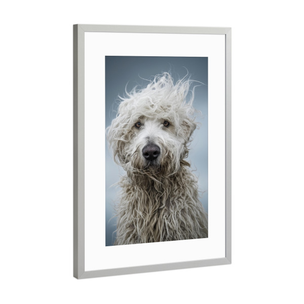 Poster mit Rahmen Silber "Bad-Hair-Day-Schäferhund" artboxONE - Tiere,Lustig