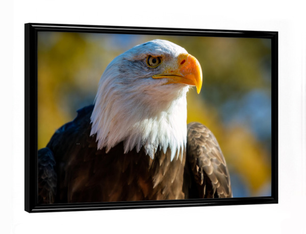 Poster mit schwarzem Rahmen "Weißkopfseeadler Porträt" artboxONE - Tiere - Adler,Weißkopfseeadler,Seeadler,Vogel,Vogelporträt