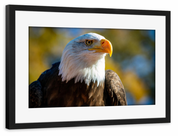 Poster mit Rahmen schwarz "Weißkopfseeadler Porträt" artboxONE - Tiere - Adler,Weißkopfseeadler,Seeadler,Vogel,Vogelporträt