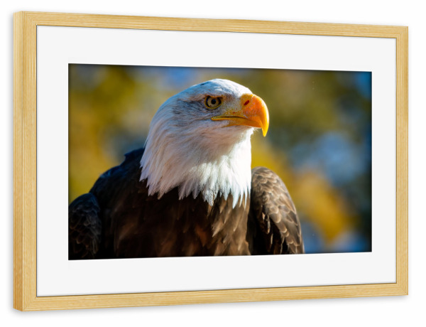 Poster mit Rahmen kiefer "Weißkopfseeadler Porträt" artboxONE - Tiere - Adler,Weißkopfseeadler,Seeadler,Vogel,Vogelporträt