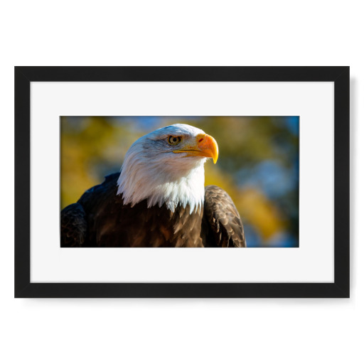 The bald eagle