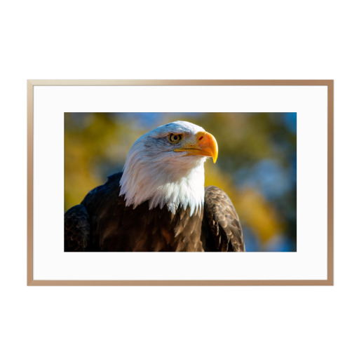 Weißkopfseeadler Porträt
