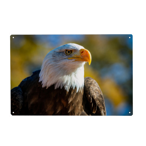 The bald eagle