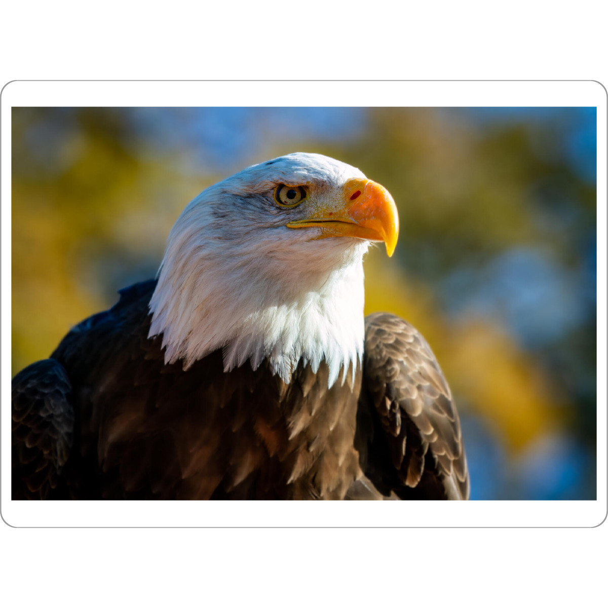 Tischset "Weißkopfseeadler Porträt" artboxONE - Tiere - Adler,Weißkopfseeadler,Seeadler,Vogel,Vogelporträt - Bild adler