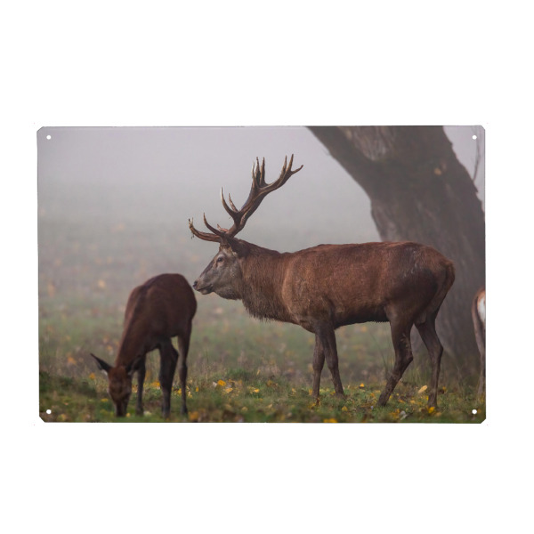 Metall Poster "Hirschpaar" artboxONE - Natur,Tiere - Hirsch,Brunft,Hirsche,Rothirsch,Rotwild,Wild,Wildtiere,Wald - Blechschild
