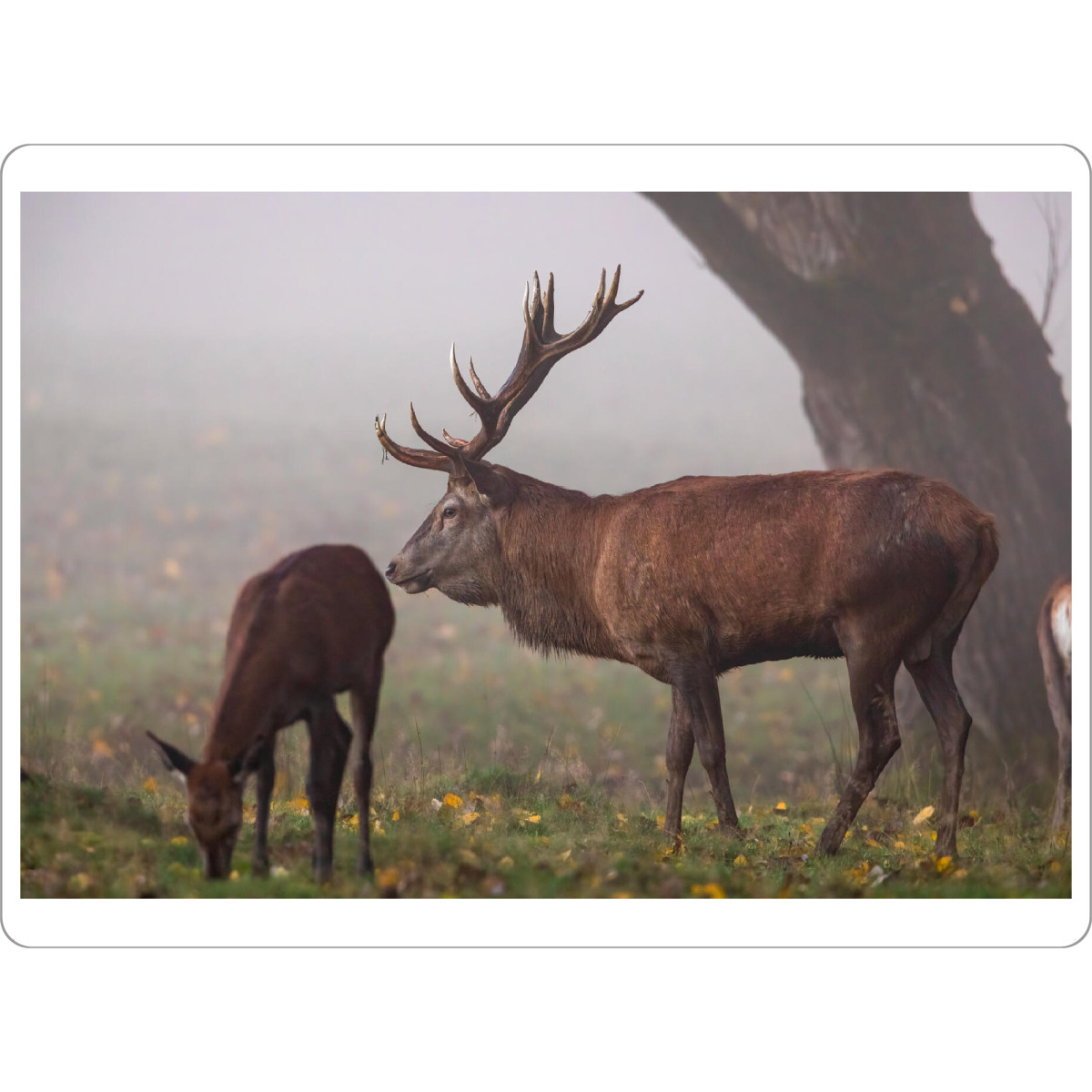 Tischset "Hirschpaar" artboxONE - Natur,Tiere - Hirsch,Brunft,Hirsche,Rothirsch,Rotwild,Wild,Wildtiere,Wald - Bild hirsch